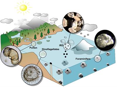 Pollen from the Deep-Sea: A Breakthrough in the Mystery of the Ice Ages